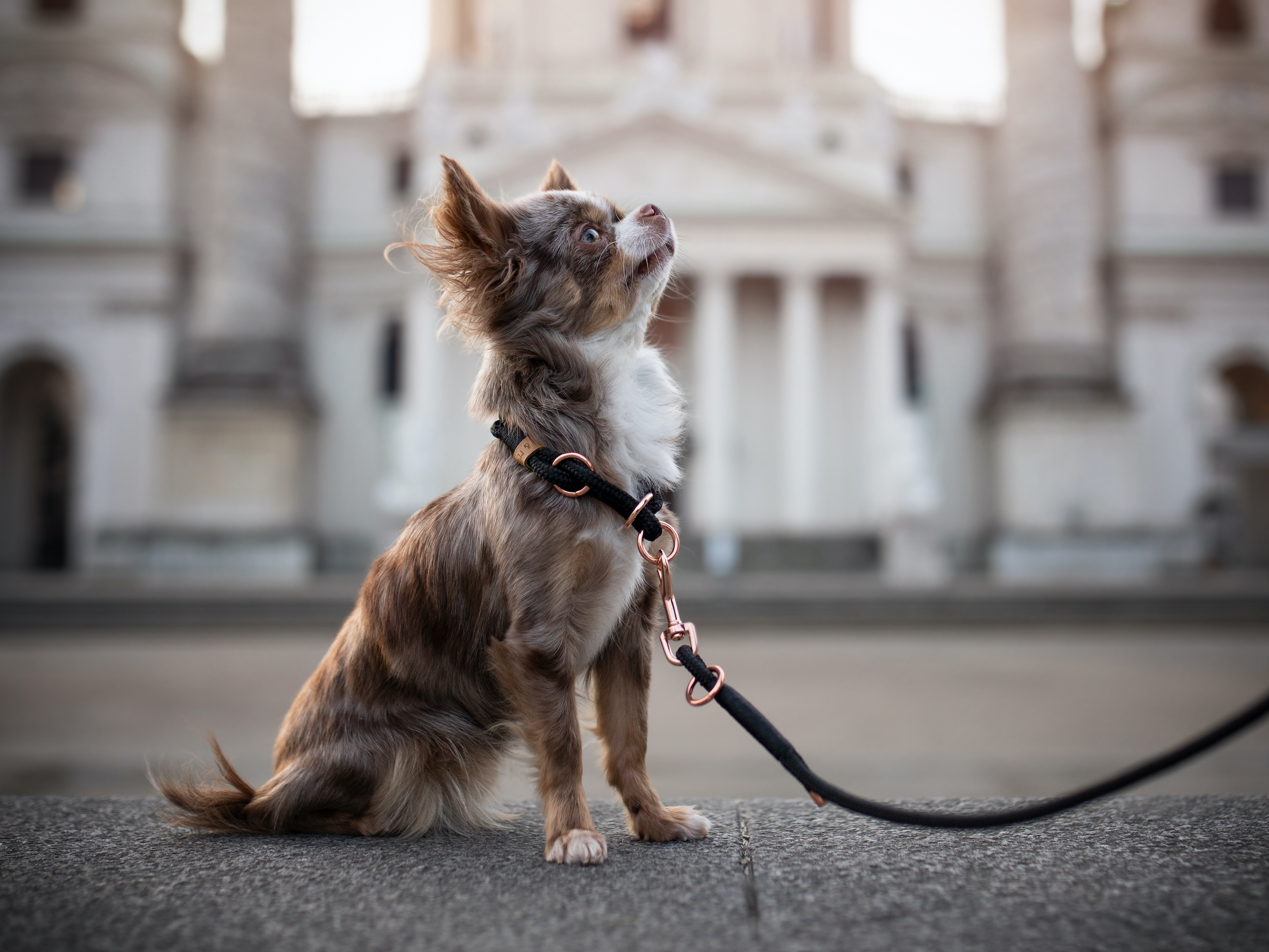 Chihuahua mit schwarzem Halsband und Leine sitzt vor  Gebäude und blickt nach oben