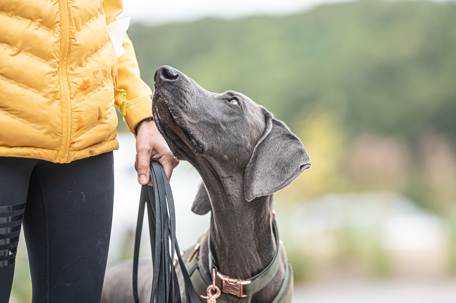 Hundetraining Weimeraner an leine