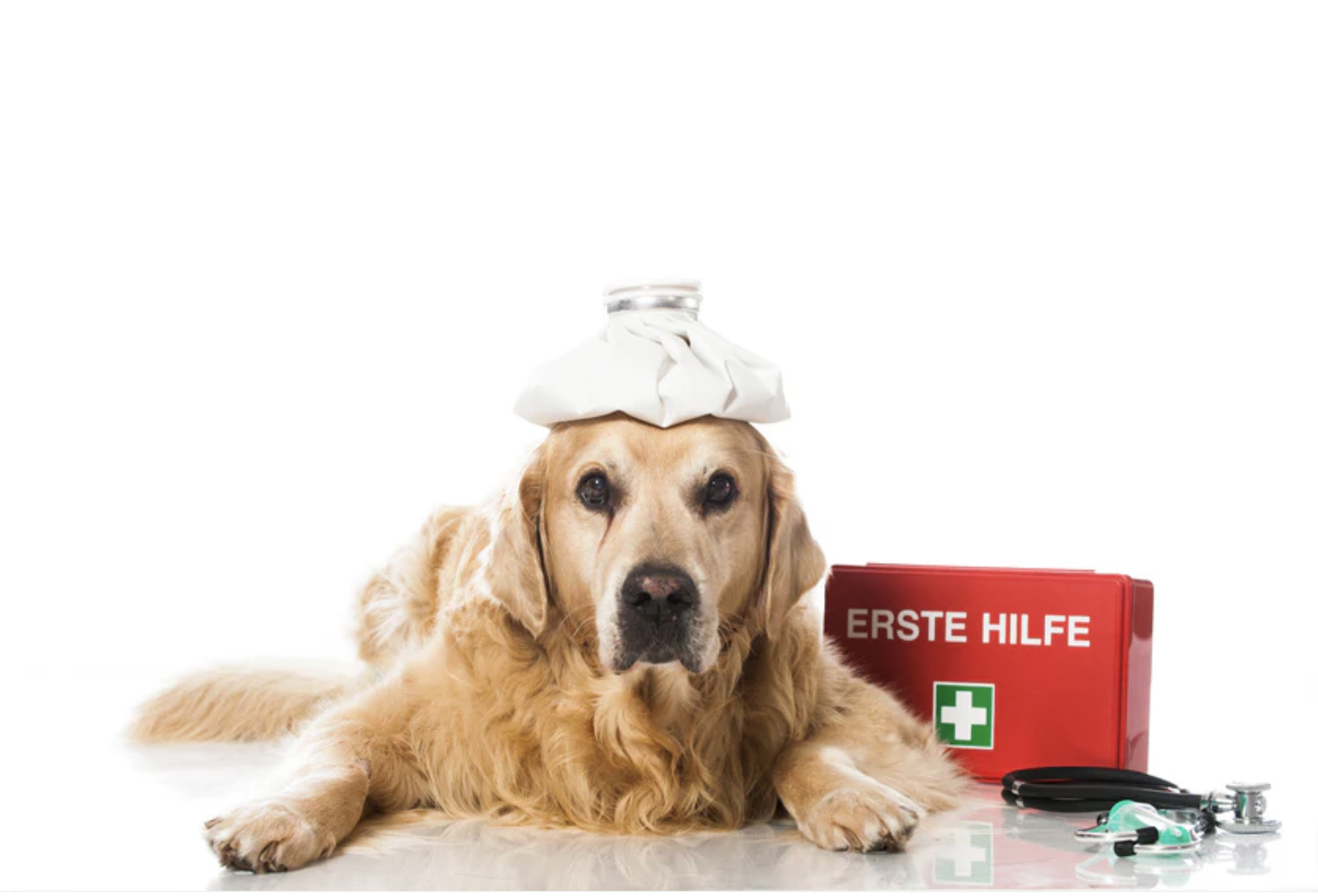 Erste Hilfe beim Hund - Was du wissen musst