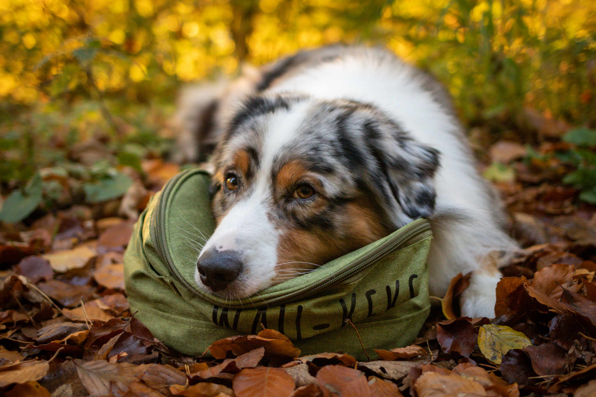 Wau-Kau and Wau-Keks - dog food bags