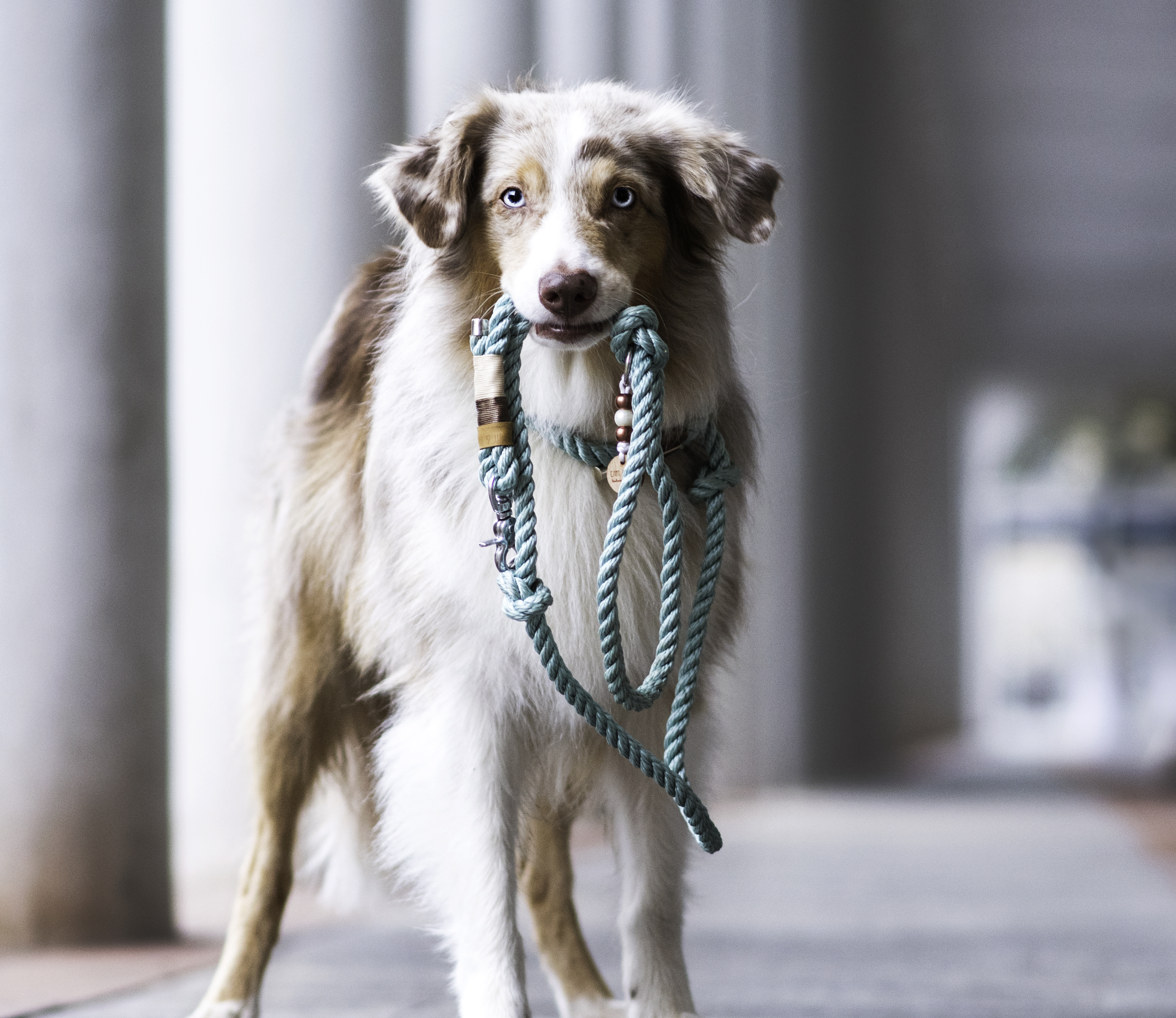 Mittelgroßer Hund mit tuerkiser Tauleine im Maul schaut in die Kamera