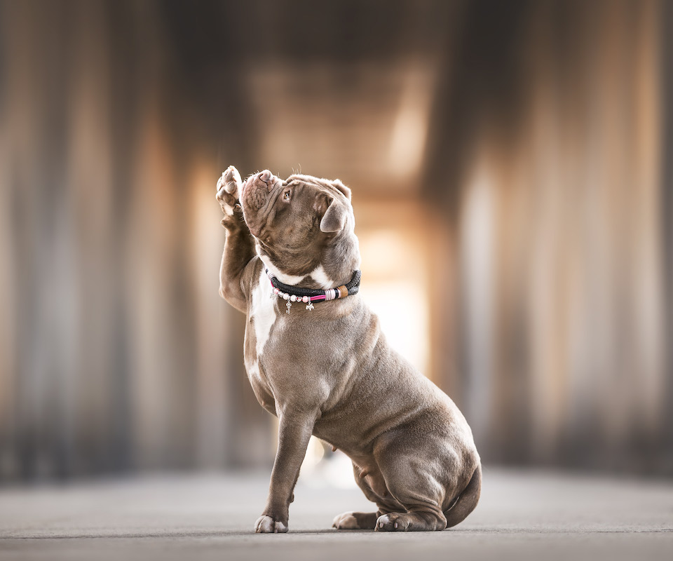 Bulldogge mit Tauhalsband mit Perlen hebt die Pfote