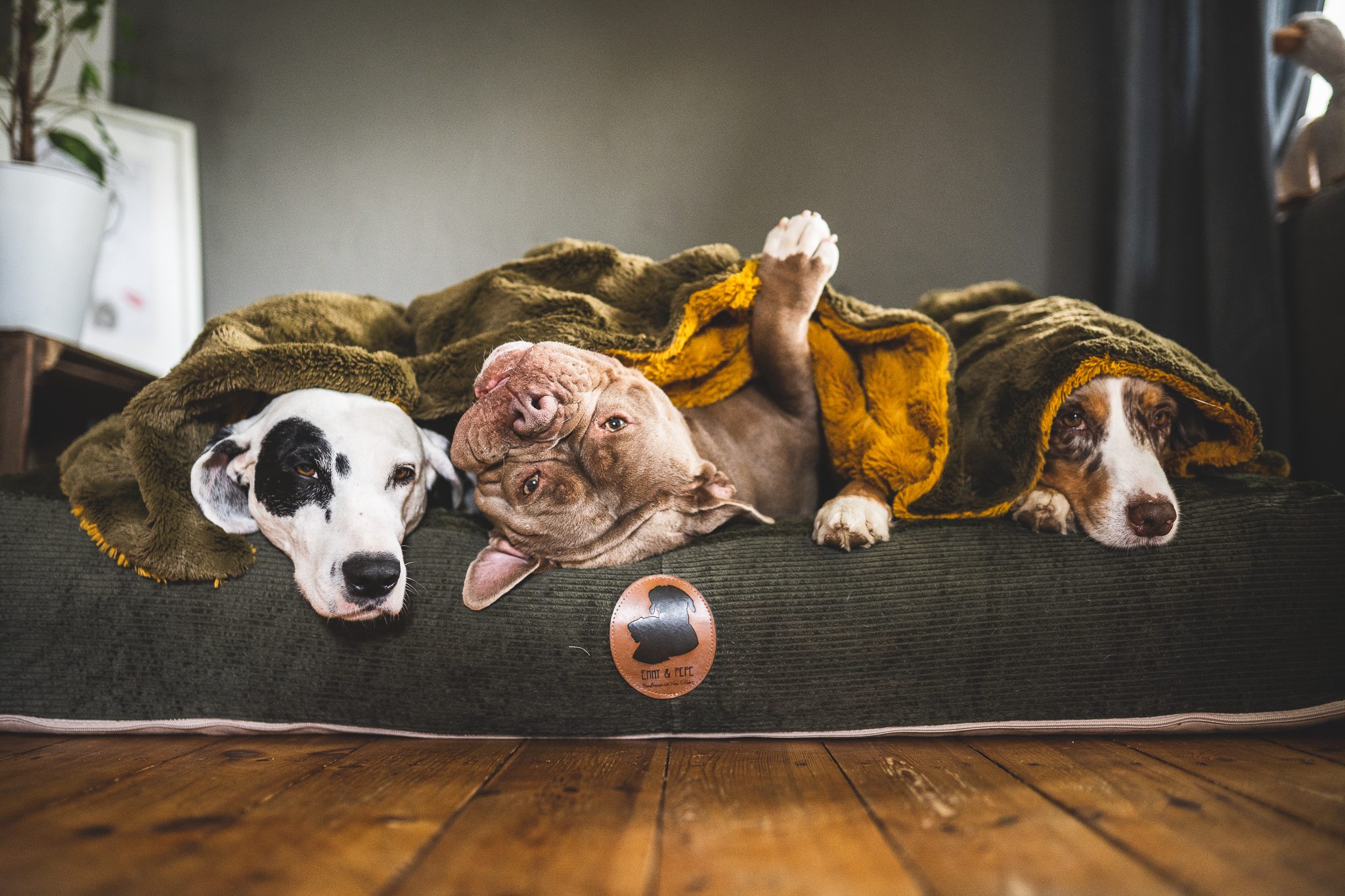 Pflegestelle für den Hund