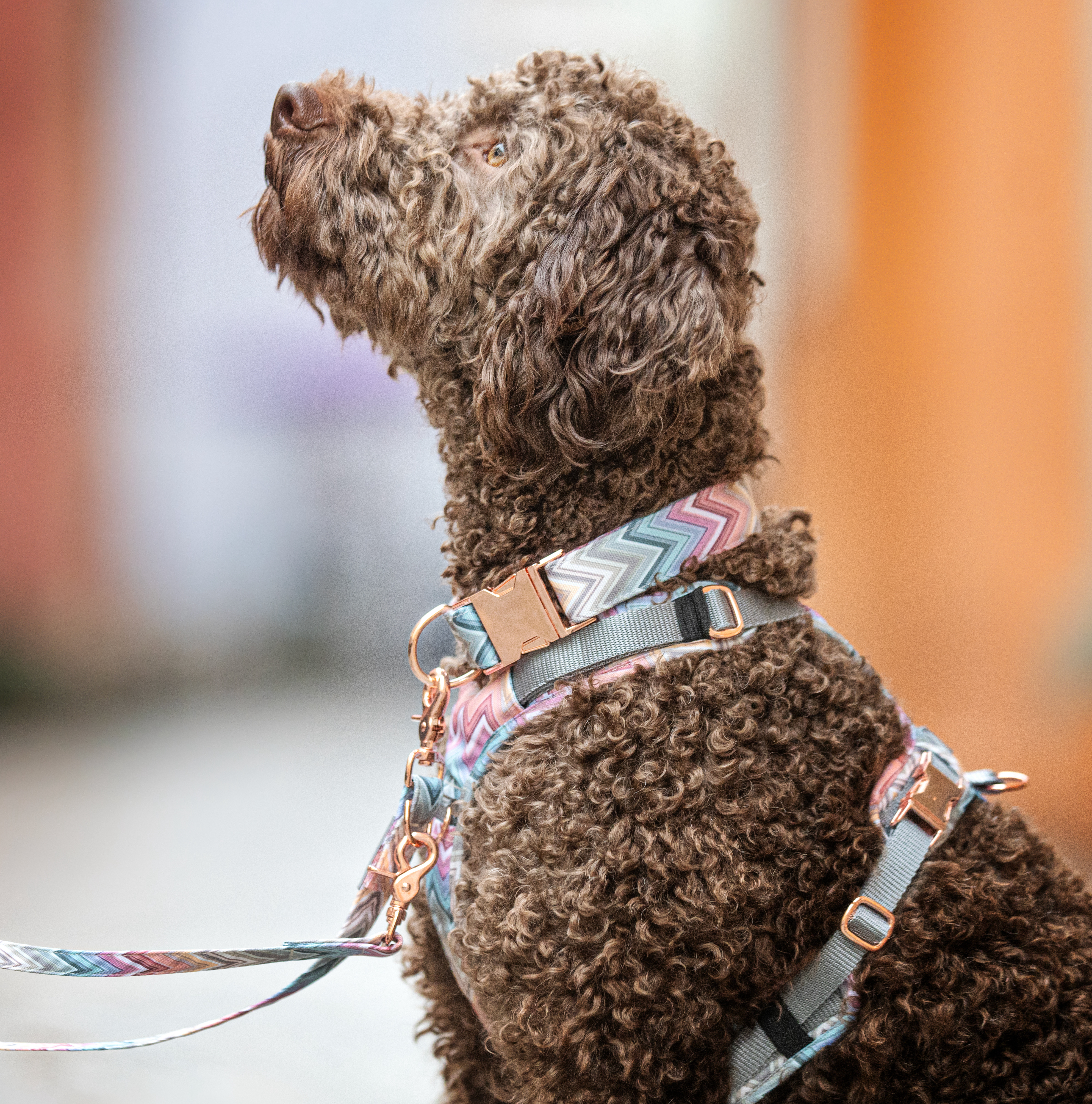 brauner Hund mit buntem Geschirr, Halsband und Leine schaut nach oben