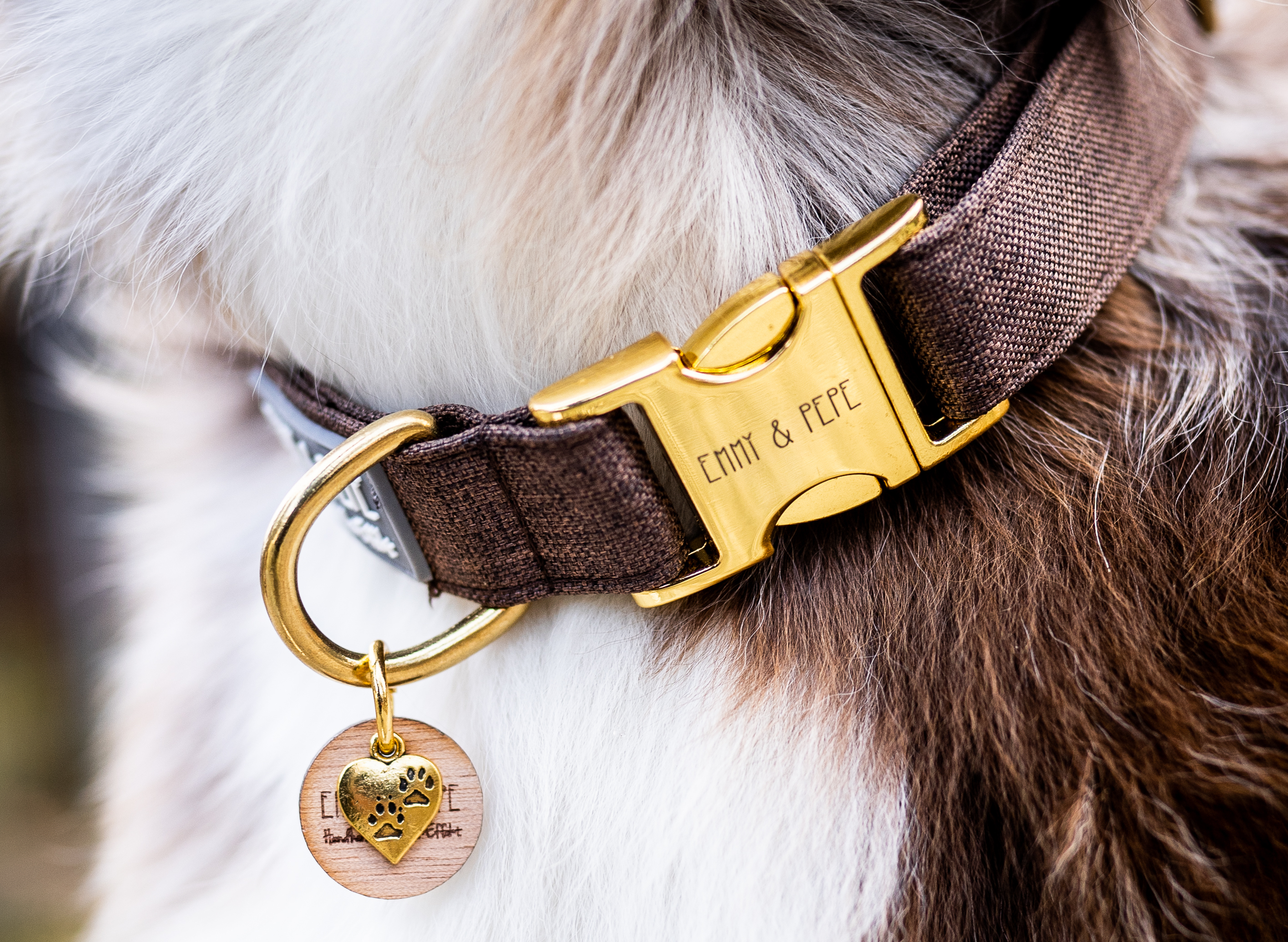 Nahaufnahme von braunem Hundehalsband mit goldener Schnalle und Anhänger