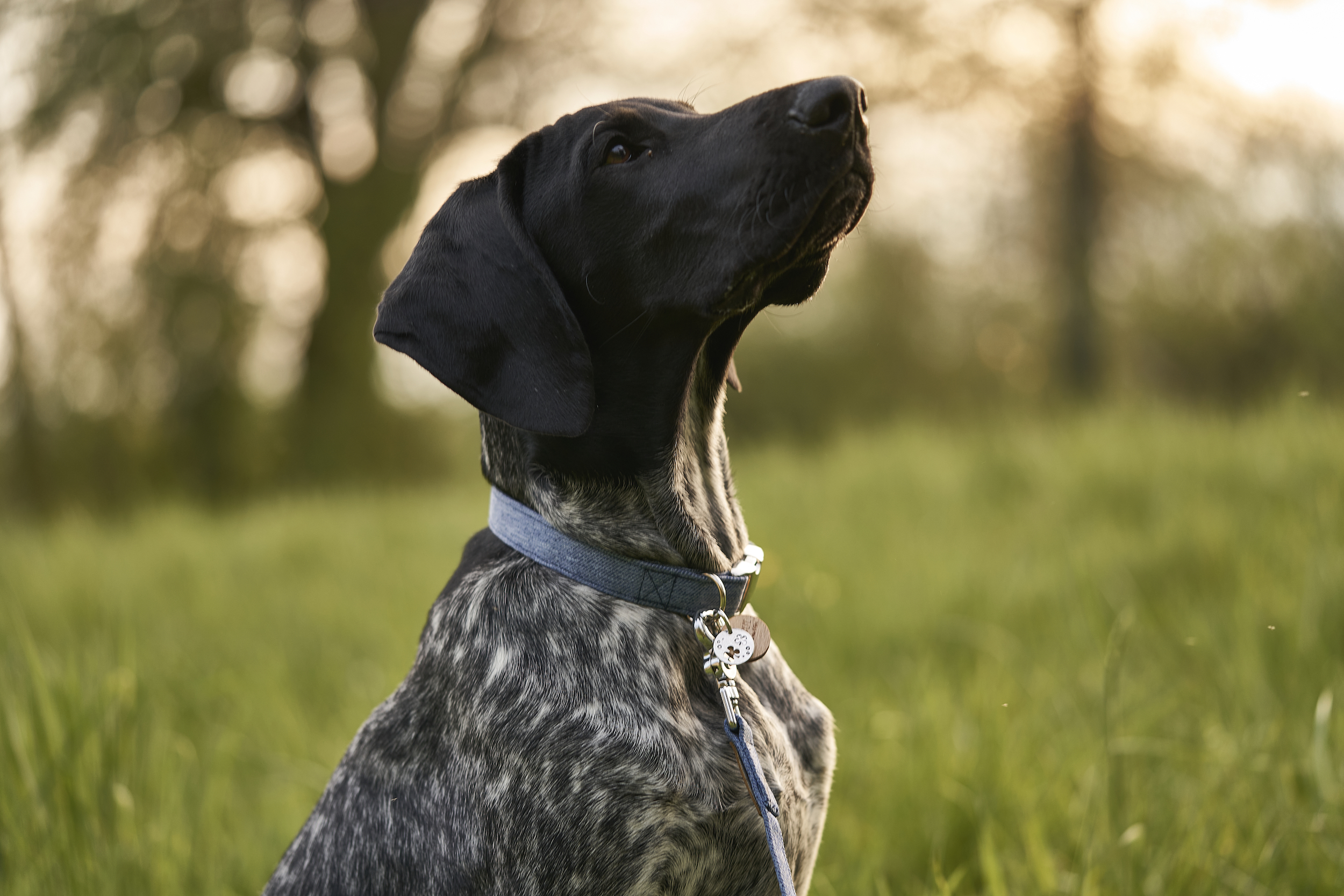 Hund mit blauem Jenas-Halsband in Wiese blickt nach oben